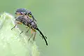 Apion (Rhopalapion) longirostre