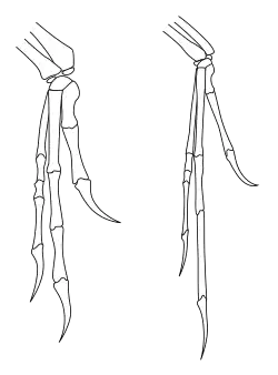شباهت اندام‌های جلویی دینونیکوس Deinonychus (سمت چپ) و کهن‌بال Archeopteryx (راست) جان اوستروم را بر آن داشت تا پیوند بین دایناسورها و پرندگان را بازسازی کند.
