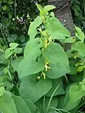 گل‌آذین برگی Aristolochia clematitis