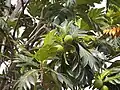 Artocarpus altilis در مالزی