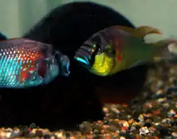 Haplochromini: Astatotilapia burtoni