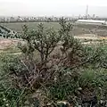 گونه ای دیگر در مشهد