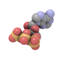 Space-filling model with hydrogen atoms omitted