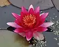Nymphaea "Attraction"