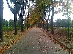 Avenue O