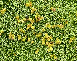 نمای نزدیکِ بذرها