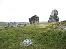 سیه‌تایی در Saltfjellet.