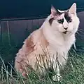 A 16-year-old female tortoiseshell ragdoll cat. While Tortie Ragdolls are actually calico in color, the nomenclature is different in this breed's descriptions of colors and patterns.