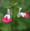 مریم‌گلی