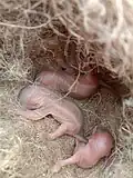 سنجاب‌های تازه متولدشده