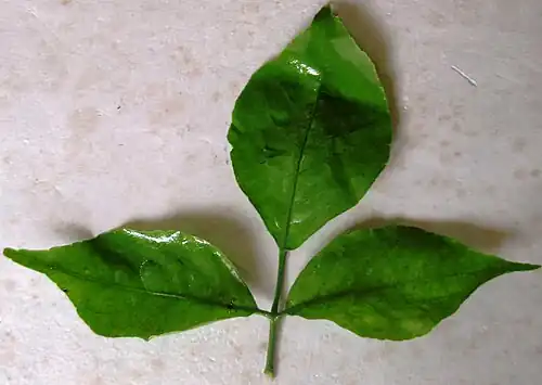 برگ