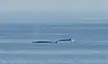 نهنگ تیغباله