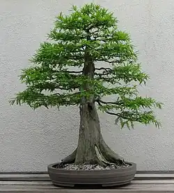 درختِ سرو با نمایِ رسمی