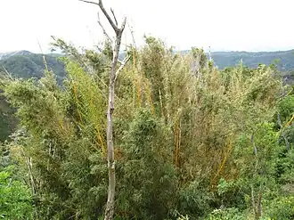 خیزران in Ahuachapán