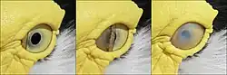غشای پلک سوم یک خروس کولی نقاب‌دار