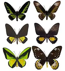 نر (چپ) و ماده (راست) نمایندۀ Trogonoptera (بالا), Troides (وسط), و Ornithoptera (پایین)