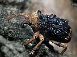 Aades Cultratus