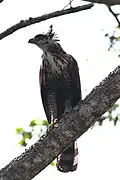 بازعقاب سیاه نوجوان وحشی.