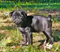 حنایی متداول‌ترین رنگ برای پاگ است، اما American Kennel Club رنگ سیاه را نیز تشخیص می‌دهد. Canadian Kennel Club رنگ‌های سیاه، نقره‌ای، زردآلو و حنایی را تشخیص می‌دهد.