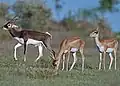 کل سیاه نر و ماده