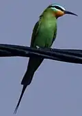 زنبورخوار گلوخرمایی