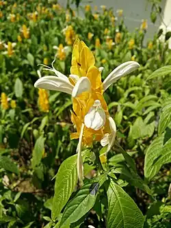 An array of yellow flowers