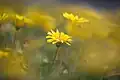 بوکه در عکسی که با لنز ۲۰۰ میلی متری و دیافراگم معادل f/2.8 گرفته شده است.