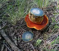 قارچ بریده شده (Neoboletus luridiformis) که گوشته آبی را نشان می‌دهد.