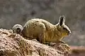 جونده‌ای به نام ویشاچا بولیویایی