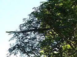 بوم‌سلنگ در زیستگاه طبیعی