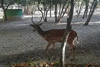 گوزن