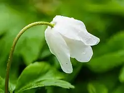 غنچه نیمه‌باز شقایق چوبی