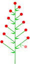 Botryoid