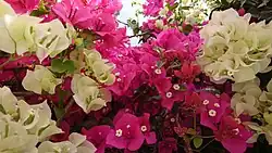 گل کاغذی، بهبهان