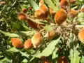 فندقه‌های شبیه بادام این گیاه برای انسان غیرقابل خوردن هستند،ولی جوجه‌تیغی‌ها از خوردن آن لذت می‌برند.