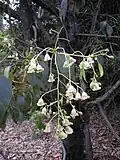 درخت پنیرک گل‌ها و برگ‌ها