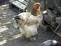 برهمای زرد