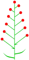 گل‌آذین بی‌برگک