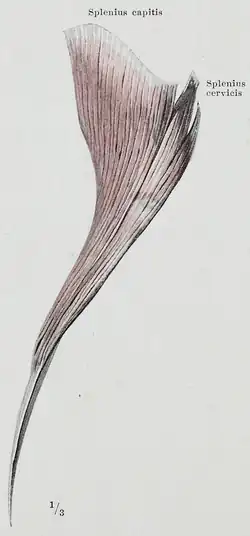 ماهیچه نواری.