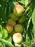 هلوهای رسیده روی شاخه