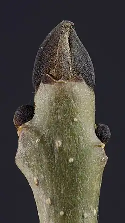 جوانه‌های سیاه Fraxinus excelsior