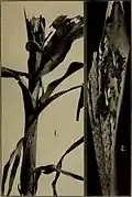 جوانه و منگوله ذرت