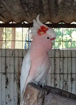 طوطی‌کاکلی صورتی
