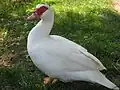 مرغابی مسکووی سفید