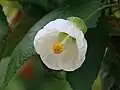 Blüte von Zimmerahorn