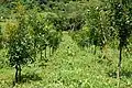 مزرعه Calophyllum brasiliense