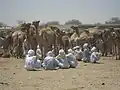 بازار هفتگی شتر (مارس ۲۰۱۱)