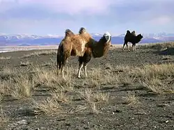 شتر in the Chuya Steppe, Kosh-Agachsky District