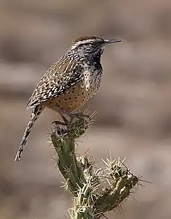 الیکایی کاکتوسی
