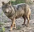 گرگ